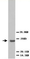PAB12284 - VEGF-A