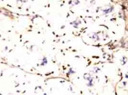 PAB12285 - CD225 / IFITM1