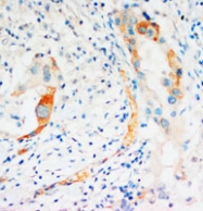 PAB12286 - Caspase-2