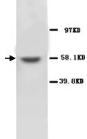 PAB12293 - MMP-16