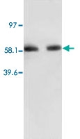 PAB12295 - RELA / NF-kB p65