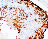 PAB12301 - Cyclooxygenase 2