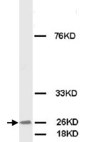 PAB12306 - FGF8