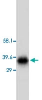 PAB12309 - Aquaporin-4 / AQP4