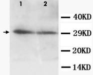 PAB12317 - Aquaporin-5 / AQP5