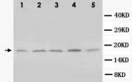 PAB12319 - Bcl-2-like 1