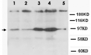 PAB12323 - CD184 / CXCR4