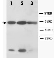 PAB12326 - Cytokeratin 8
