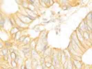 PAB12327 - CD332 / FGFR-2