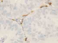 PAB12328 - ROCK2
