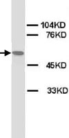 PAB12331 - Acetylcholine receptor alpha subunit