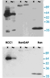 PAB12338 - RanGAP1