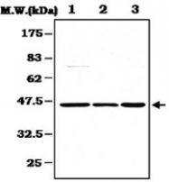 PAB1236 - MAPK3 / ERK1