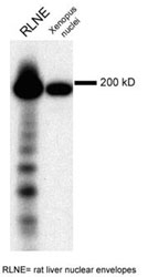 PAB12364 - NUP210 / GP210