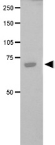 PAB12371 - XRCC9 / FANCG