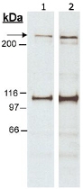 PAB12375 - Nestin