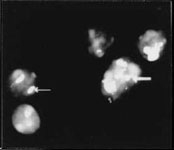PAB12376 - Nucleolin