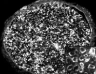 PAB12382 - MMP-2