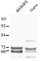 PAB12382 - MMP-2
