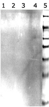 PAB12382 - MMP-2