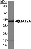PAB12388 - MAT2A