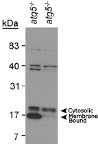 PAB12389 - LC3B