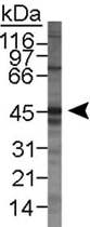 PAB12392 - LYVE-1