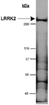 PAB12394 - PARK8 / LRRK2