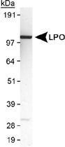 PAB12397 - Lactoperoxidase