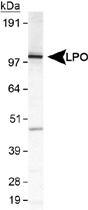 PAB12398 - Lactoperoxidase