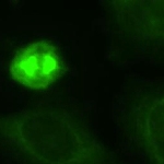 PAB12408 - KIF11