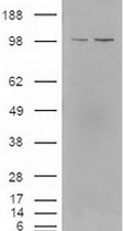 PAB12408 - KIF11