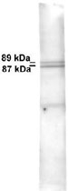 PAB12412 - Mitofilin