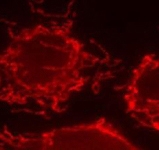 PAB12412 - Mitofilin