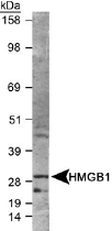 PAB12414 - HMGB1