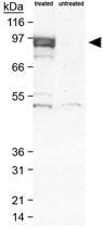 PAB12419 - HIF1A / HIF1 alpha