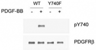 PAB1242 - CD140b / PDGFRB
