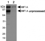 PAB12420 - HIF1A / HIF1 alpha