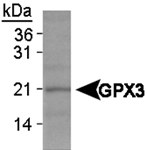 PAB12422 - Glutathione peroxidase 3 / GPX3