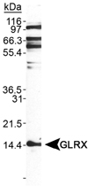 PAB12423 - Glutaredoxin-1 / GLRX1