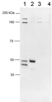 PAB12426 - FOXP3