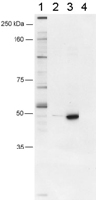 PAB12427 - FOXP3