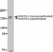 PAB12428 - FANCD2