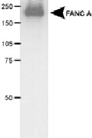 PAB12429 - FANCA