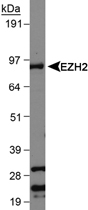 PAB12430 - EZH2 / KMT6