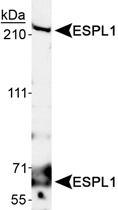 PAB12431 - Separin / ESPL1