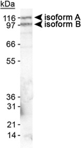 PAB12438 - EPB41L3