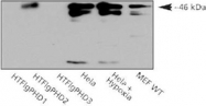 PAB12440 - EGLN1 / PHD2