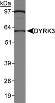 PAB12441 - DYRK3