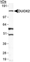 PAB12443 - Dual oxidase 2